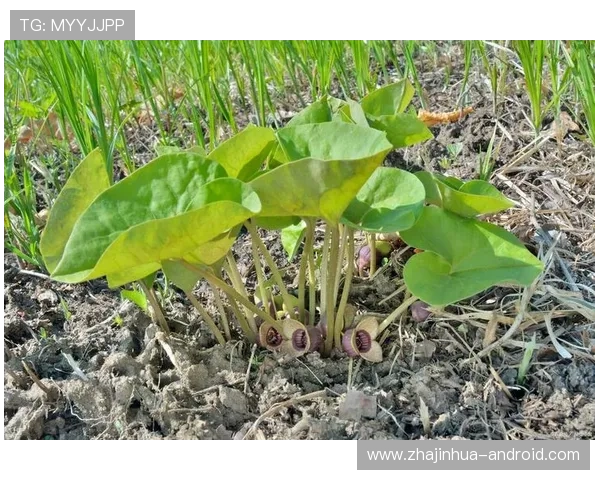 姜藤的药用价值与现代研究进展:从传统草药到科学应用的转变